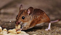 24 Hour & Emergency Exterminators in Old Lycoming, PA